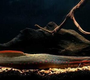 ANGUILA ESPINOSA FUEGO 30-40 CM