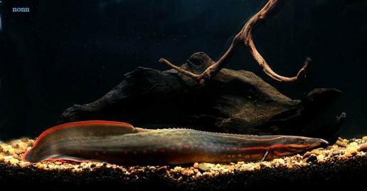 ANGUILA ESPINOSA FUEGO 30-40 CM