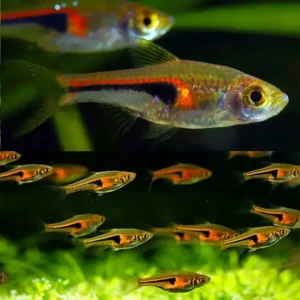 Rasbora Hengeli