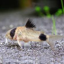 Corydora Panda