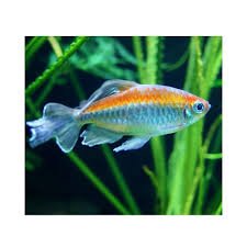 Tetra Congo