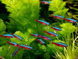 Tetra Neon Cardinal
