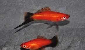 ESPADA VERMELHO WAGTAIL