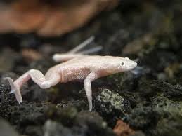 Mini Sapo Africano Albino