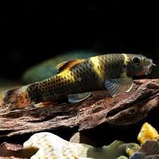 Garra Flavatra Panda