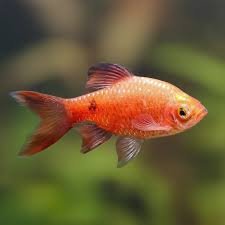 Barbo Rosy Velo 3-4cm