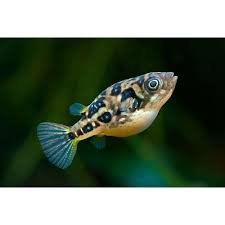 Peixe Balao Anão da India