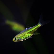 Rasbora Kubotai / Verde