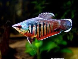Gourami Samurai Vaillanti