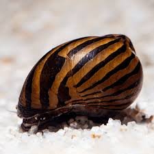 Caracol Neritina Zebra