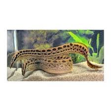 ANGUILA MASTACEMBELUS ARMATUS 8-10CM