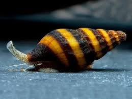 Caracol Helena / Assassino