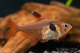 Tetra Fantasma Vermelho