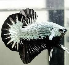 Betta Macho Plakat Dragon