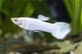 Guppy Macho Snow White