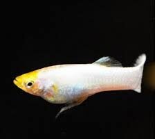GUPPY FEMEA SNOW WHITE