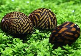 Caracol Neritina Tigre