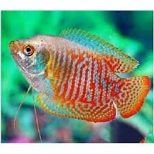 COLISA LALIA ROJA SUNSET MACHO 4-5 CM