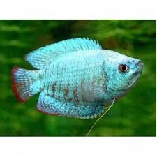 COLISA LALIA ROYAL AZUL MACHO 4-5 CM