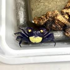 CARANGUEJO VAMPIRO AMARELO