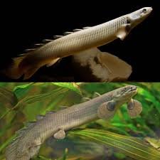 Polypterus Senegalus