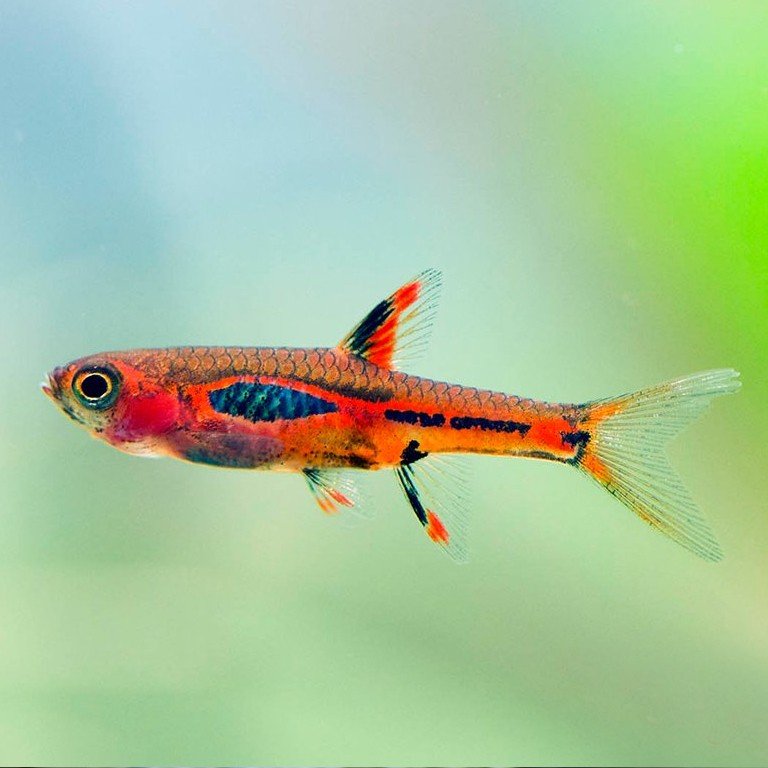 Rasbora mosquito